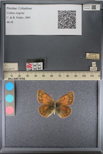 Media type: image;   Entomology 193871
